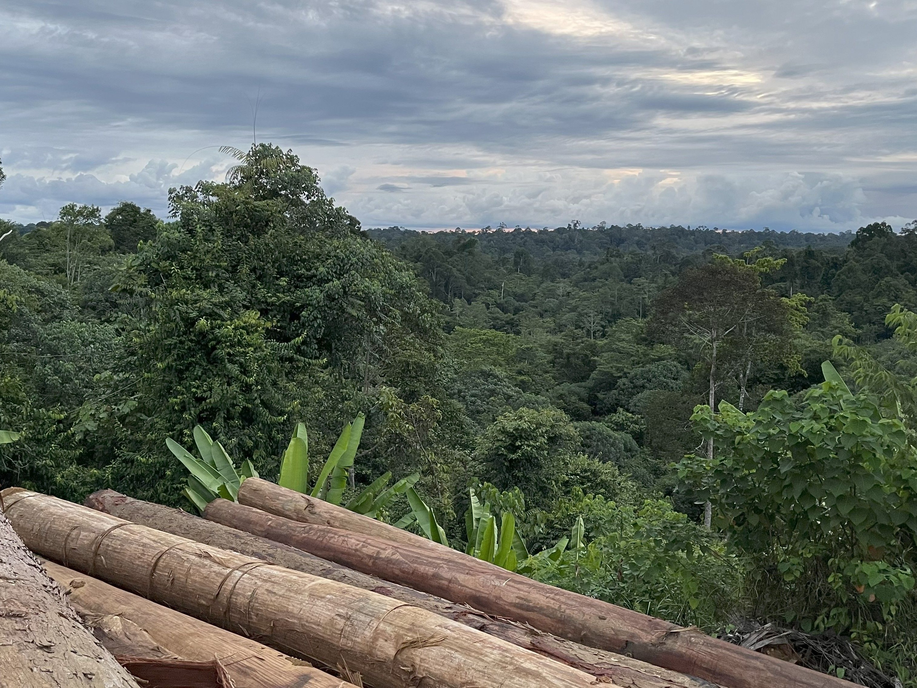 Sustainably Sourced From Forest in Kalimantan