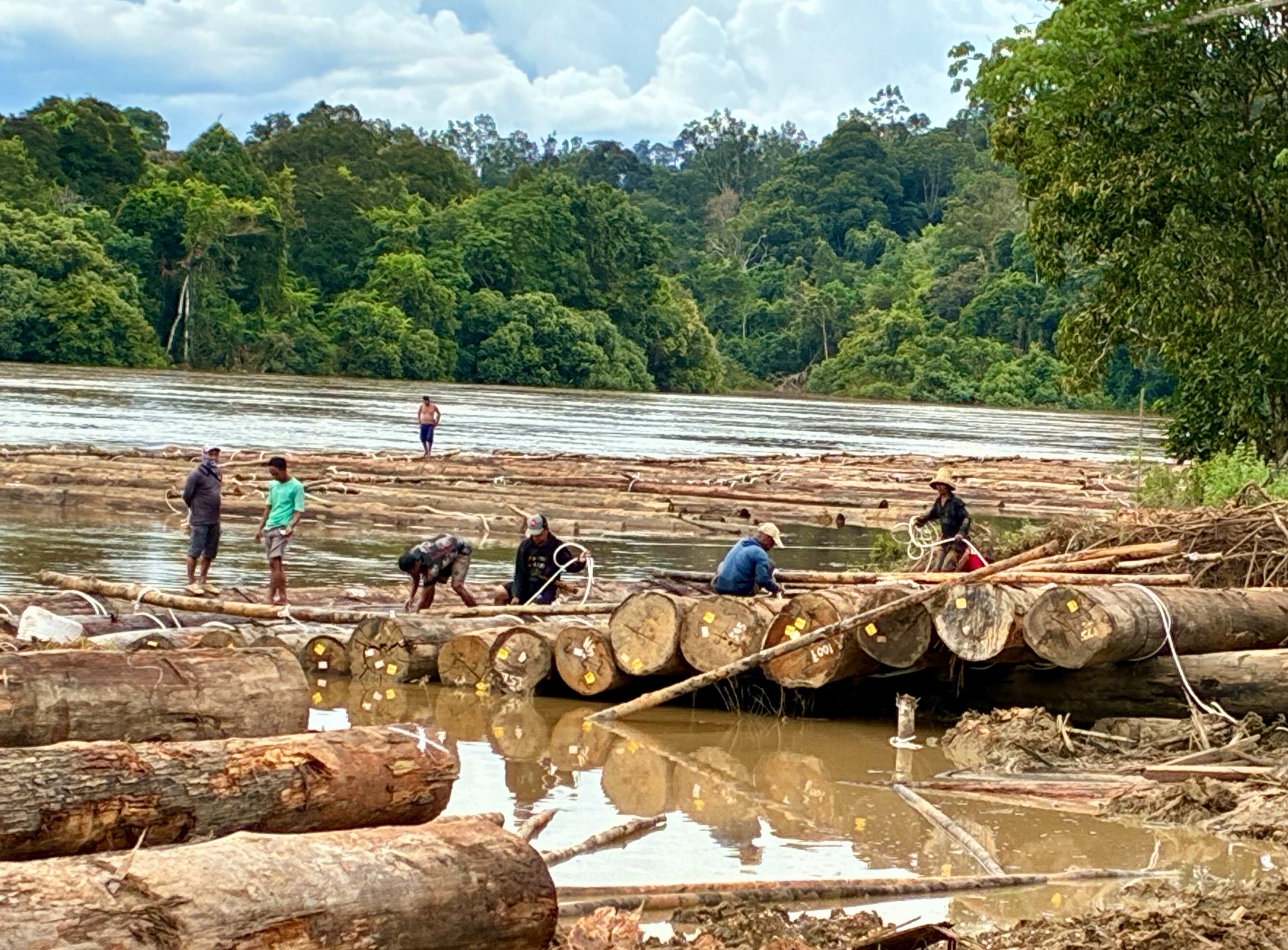 Keruing on Logpond